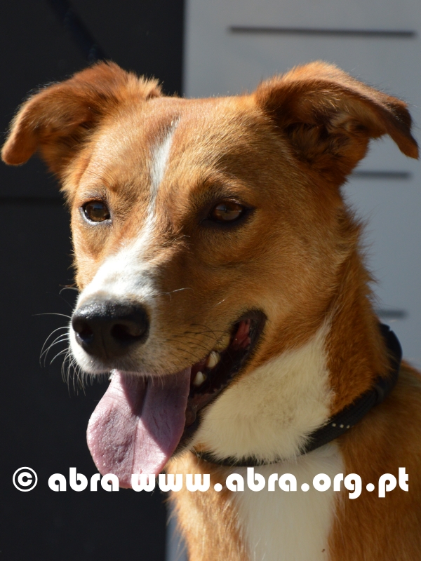 Pico