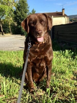 Brownie - Image 2