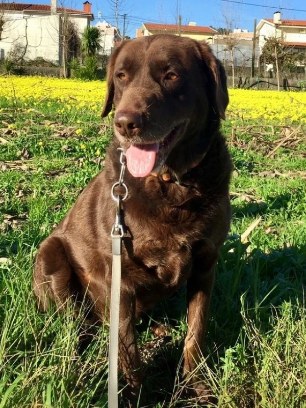 Brownie