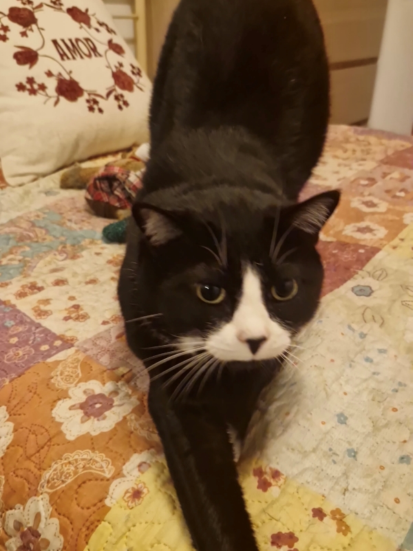 Kiko