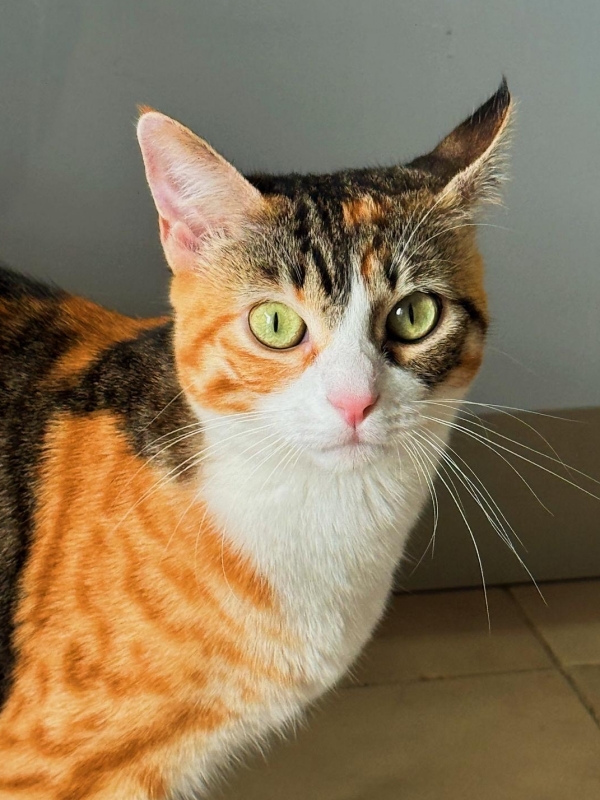 Mel