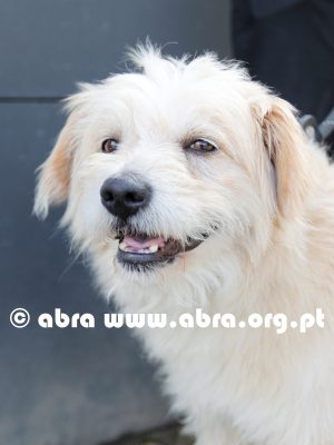 Teddy - Image 2