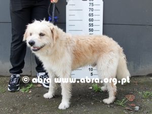 Teddy - Image 4