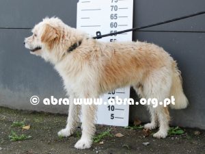 Teddy - Image 5