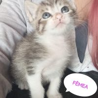 Gatinhos para adoção