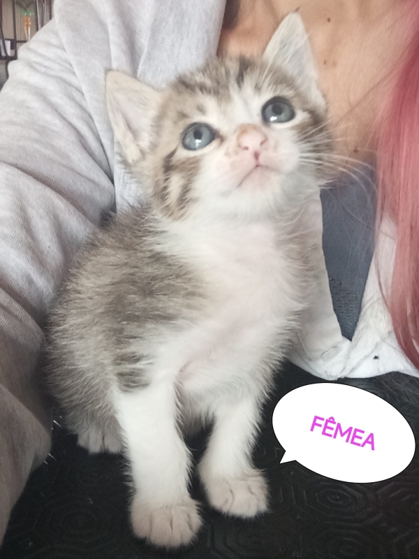 Gatinhos para adoção