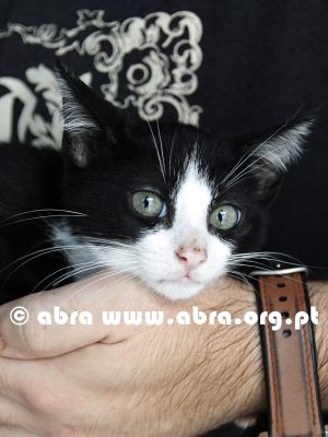 Mirto