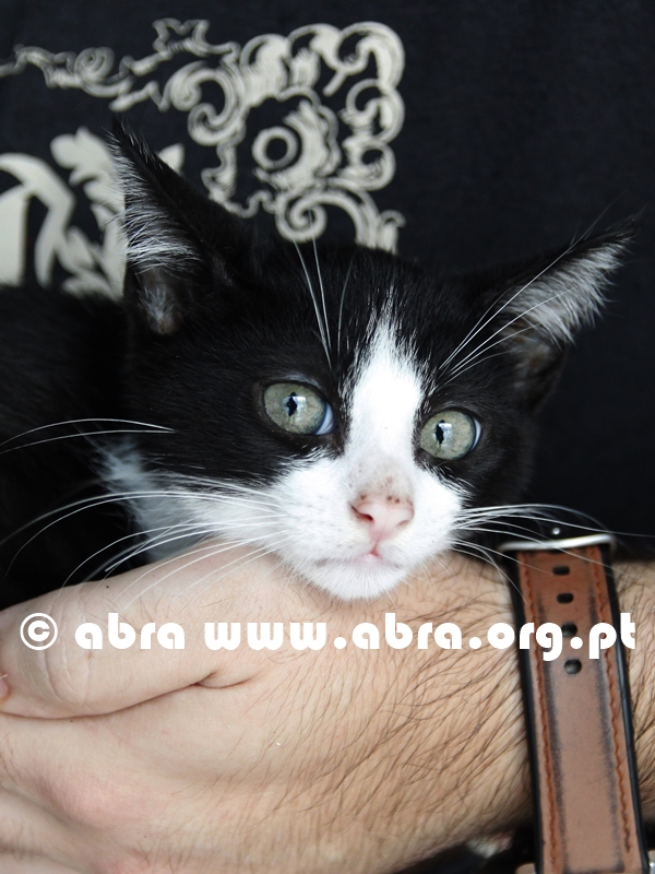 Mirto