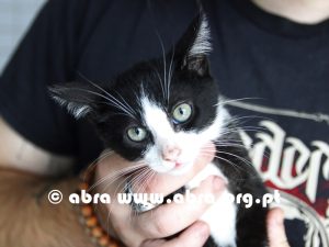 Mirto - Image 4