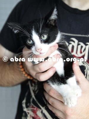 Mirto - Image 3