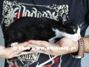 Mirto - Image 2