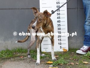 Mosley - Image 3