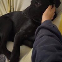 Lazarus