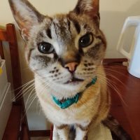 Apelo 3 - 2026