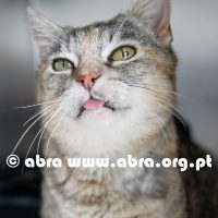 Joaquina
