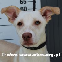 Dobby