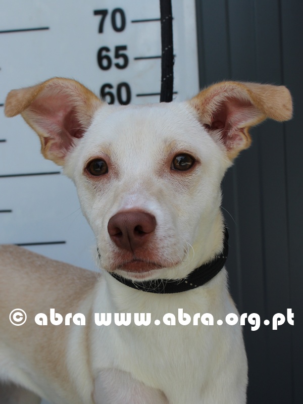 Dobby