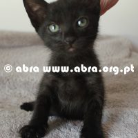 Chéri