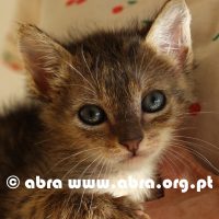 Julieta