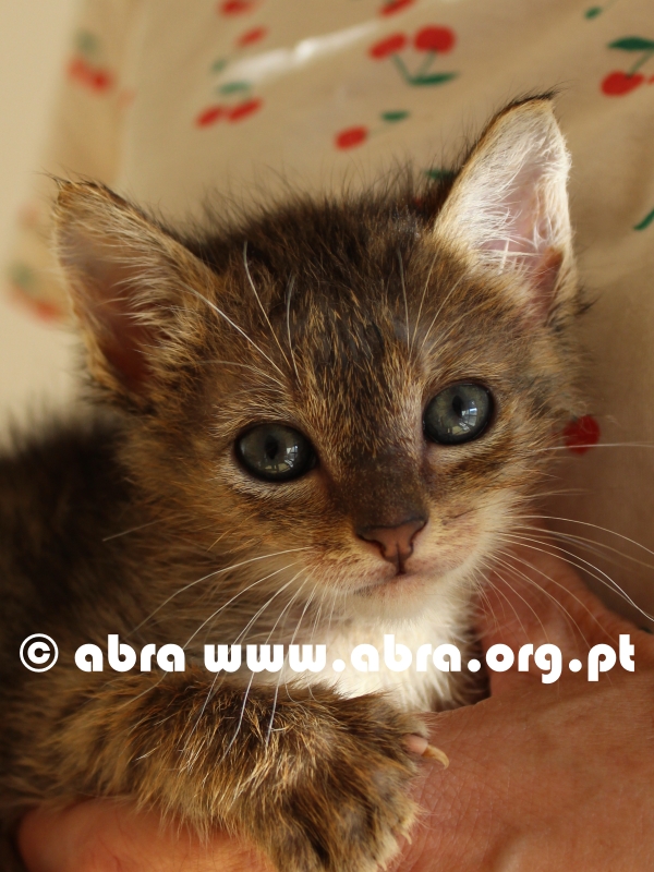 Julieta