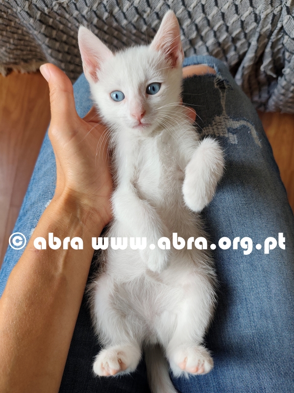 Pinky - Image 3