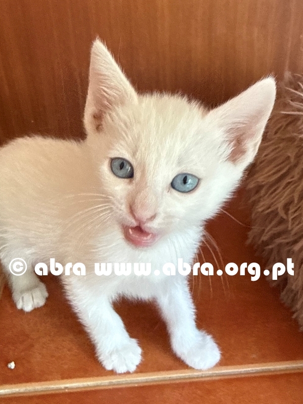 Pinky - Image 4