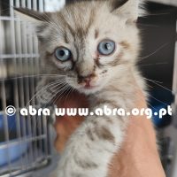 Angelina