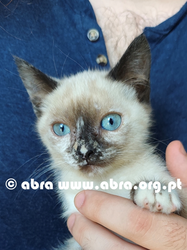 Pipoca