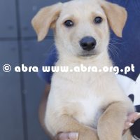 Jota