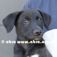 Pablito