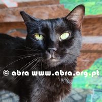 Chico