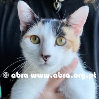 Fiorella