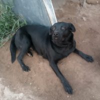 Estrela