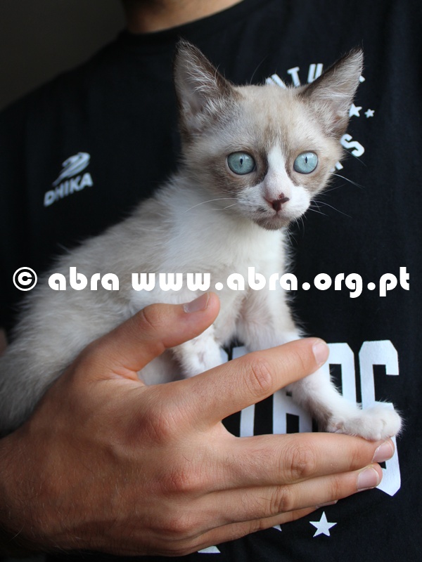 Ulisses