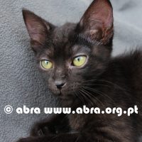 Lázia