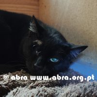 Hades