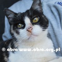 Kyara