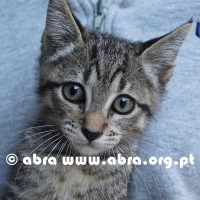 Tigra